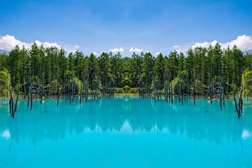 北海道景點-美瑛青池