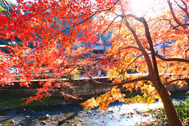 日本紅葉秋季旅行