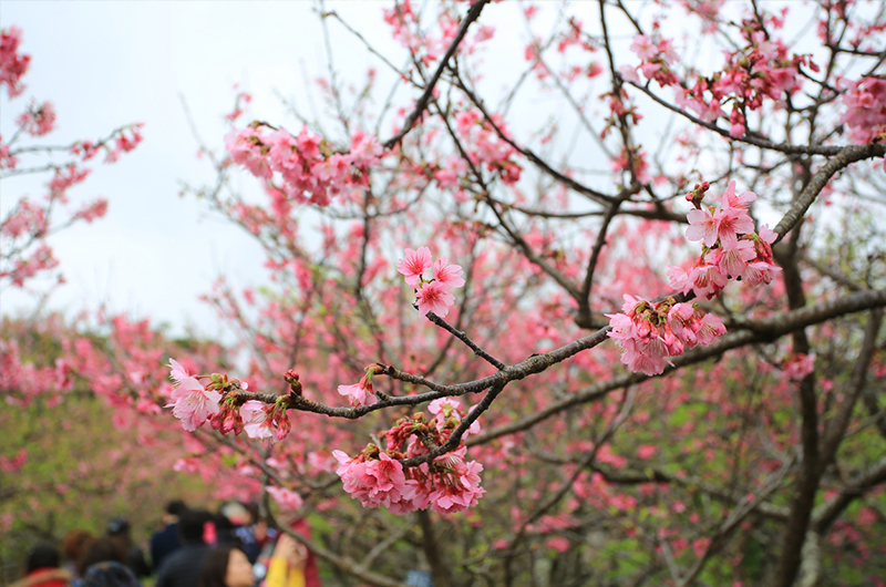 沖繩櫻花祭攻略大全