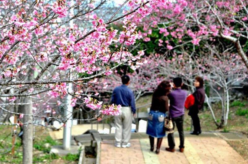 沖繩櫻花祭攻略大全