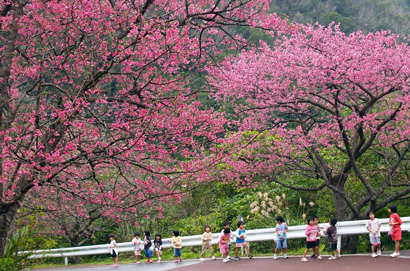 沖繩櫻花祭攻略大全