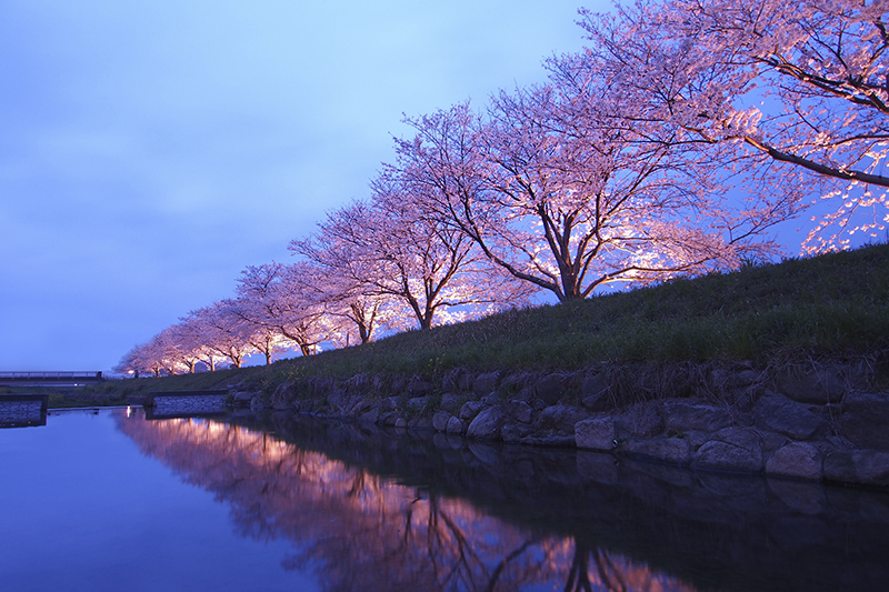 福岡舞鶴公園櫻花