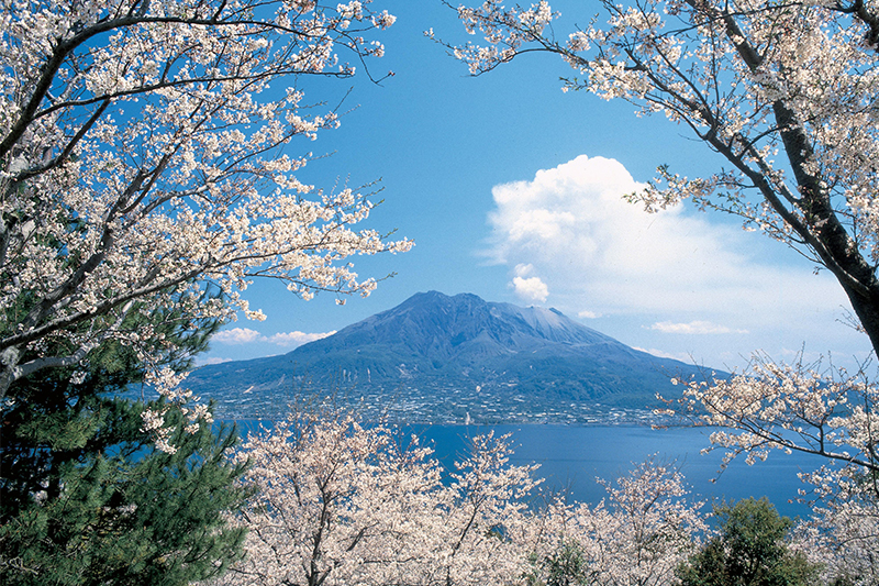 仙巖園櫻花——眺望活火山櫻島