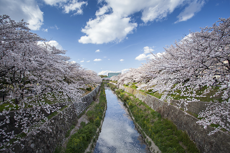 名古屋岩倉五条川櫻花