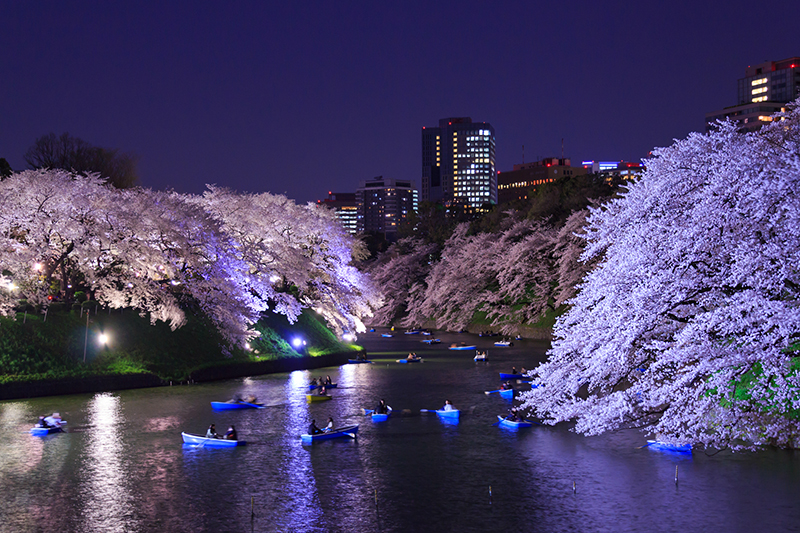 東京千鳥之淵夜櫻