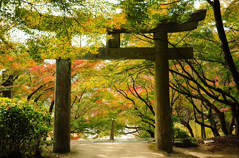 福岡寶滿宮竈門神社楓葉