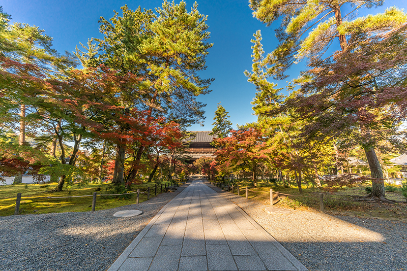 京都禪林寺楓葉