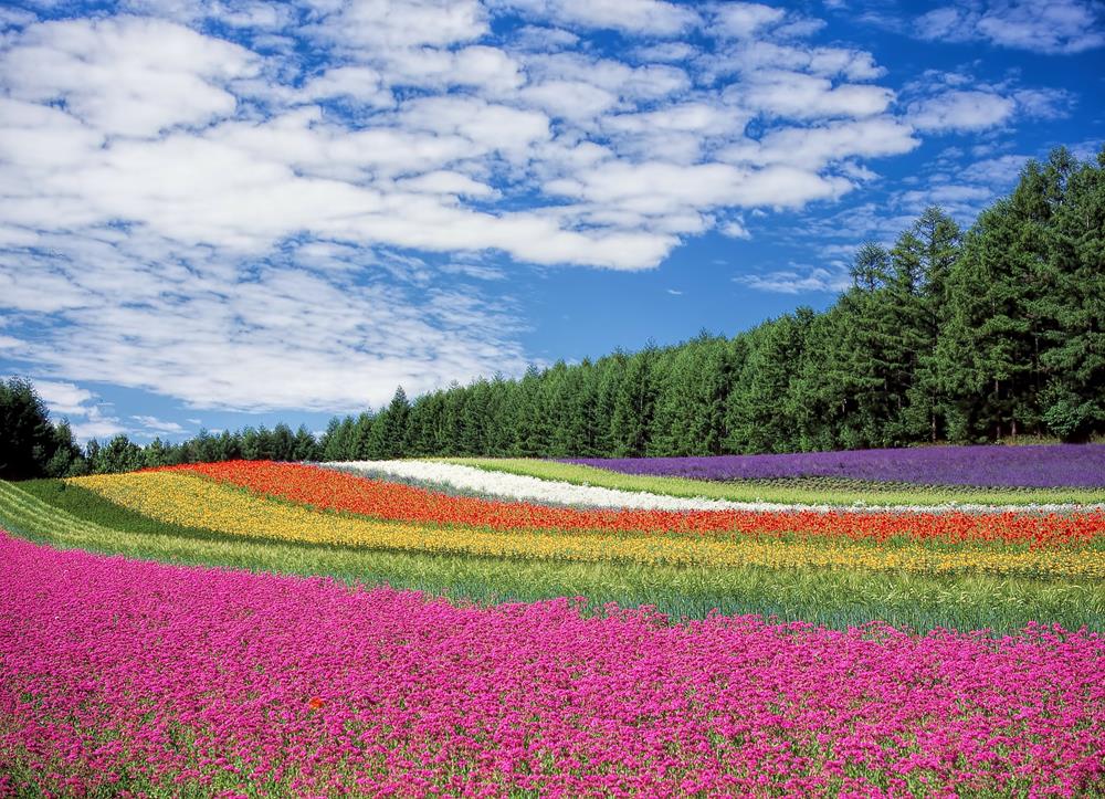 北海道景點-富良野薰衣草田