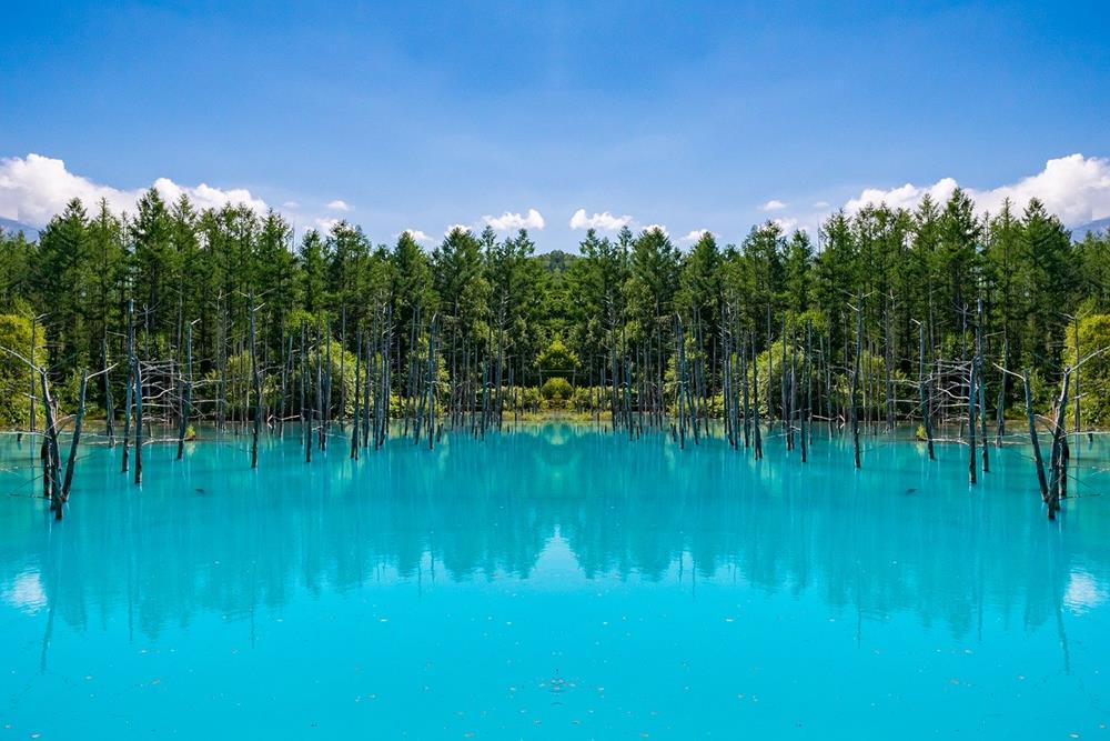 北海道景點-美瑛青池