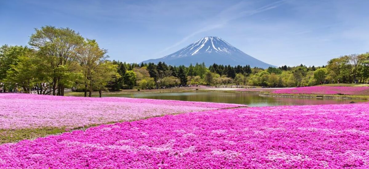 靜岡櫻花