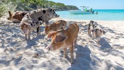 Exuma Island/埃克蘇馬島度假住宿