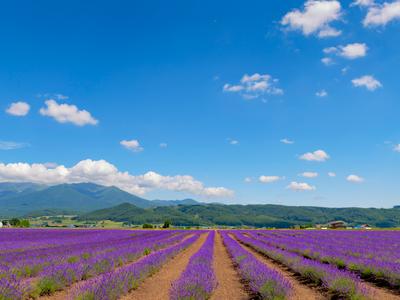 富良野