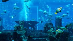 杜拜飯店 － 鄰近迪拜水族馆与水下动物园