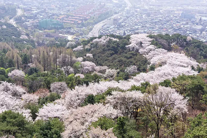 盤點韓國最美賞櫻花地點:首爾