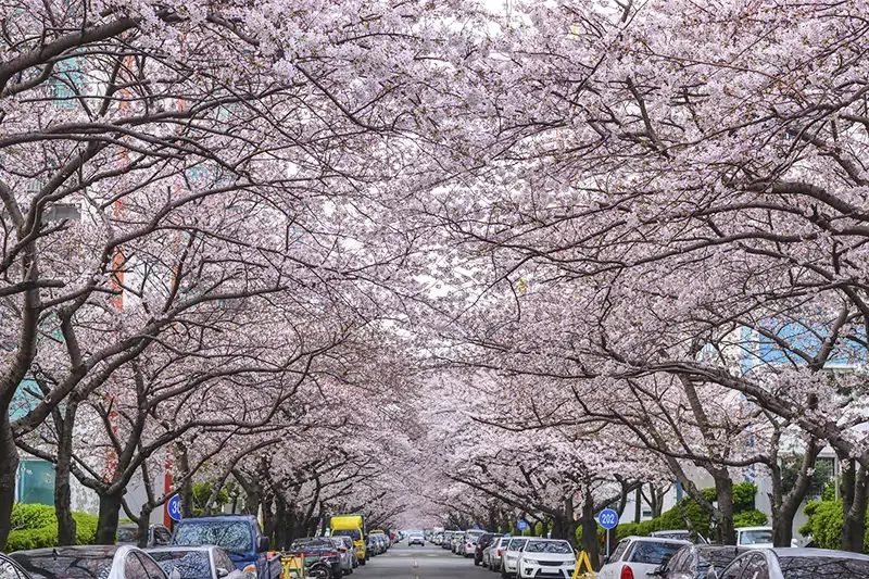 盤點韓國最美賞櫻花地點:釜山南川洞櫻花道