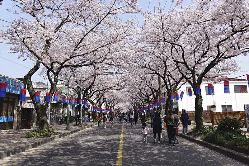 盤點韓國最美賞櫻花地點:濟州