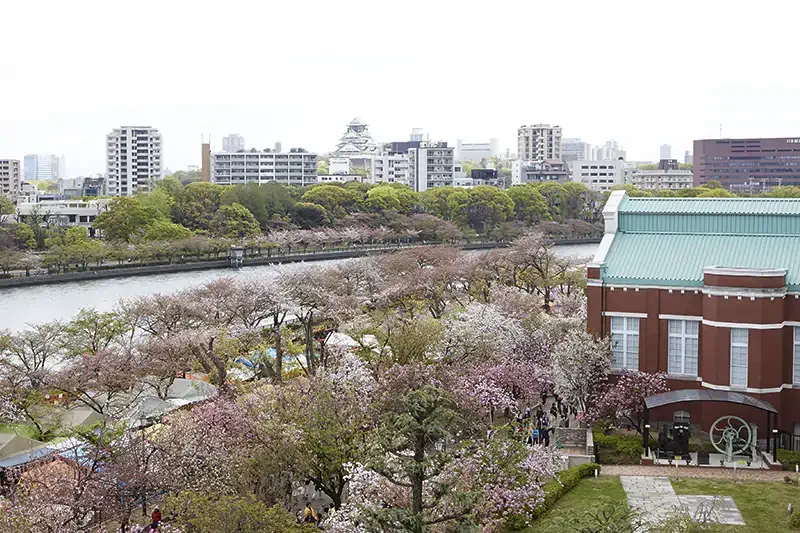 大阪造幤局櫻花大道