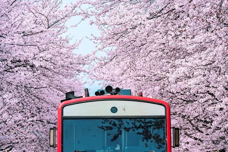 盤點韓國最美賞櫻花地點:釜山鎮海慶和火車站