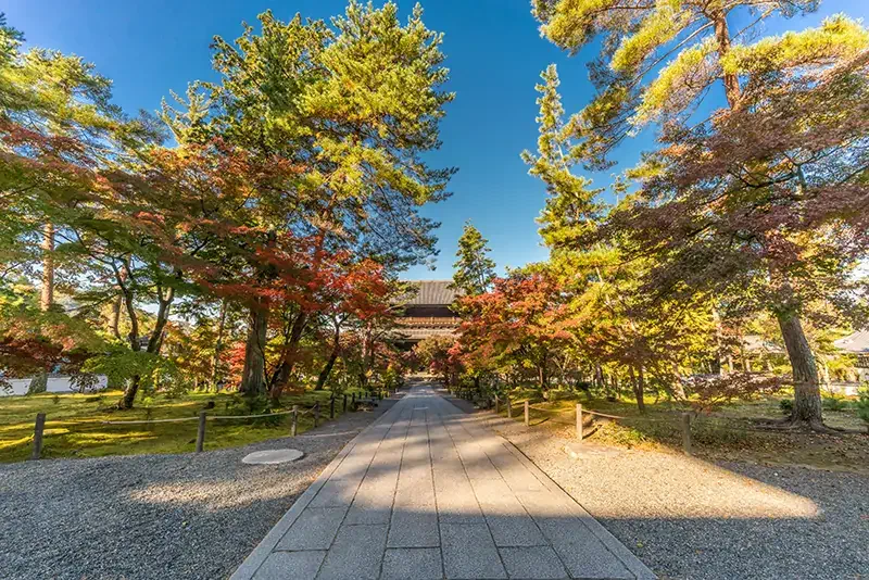 京都禪林寺楓葉