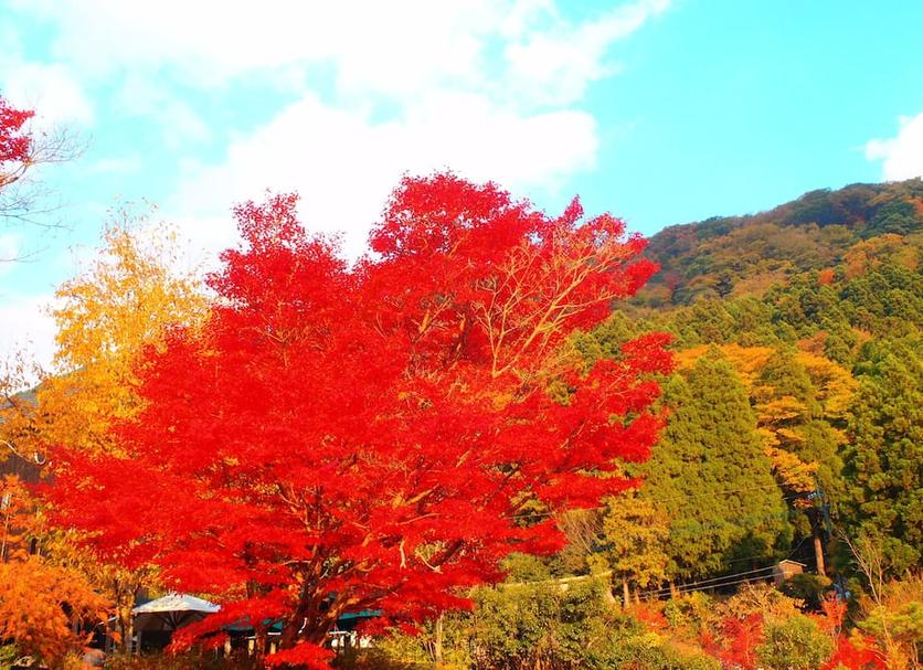 室外景 相片